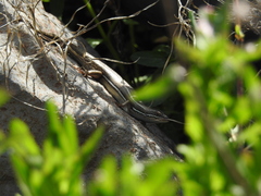 Heremites vittatus