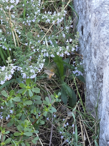 Eurasian Hummingbird Hawkmoth