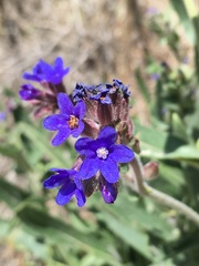 Anchusa officinalis