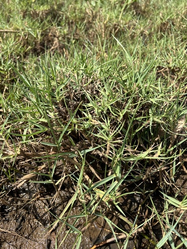 Paspalum vaginatum observed 2026-09-25