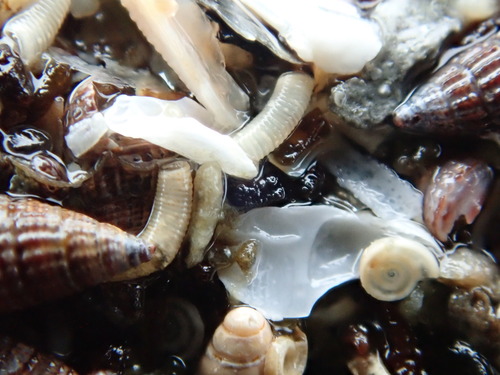 Caecum pulchellum observed 2026-09-27