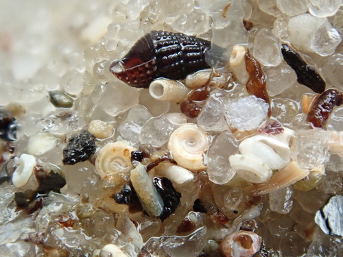 Caecum pulchellum observed 2026-09-27