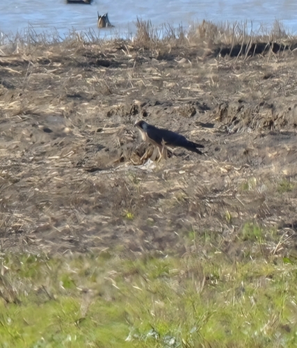 Peregrine Falcon