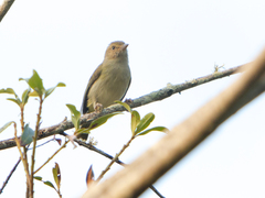 Hylophilus flavipes