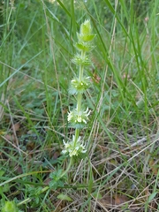 Sideritis hirsuta