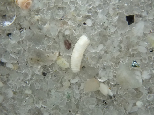 Caecum pulchellum observed 2026-09-27