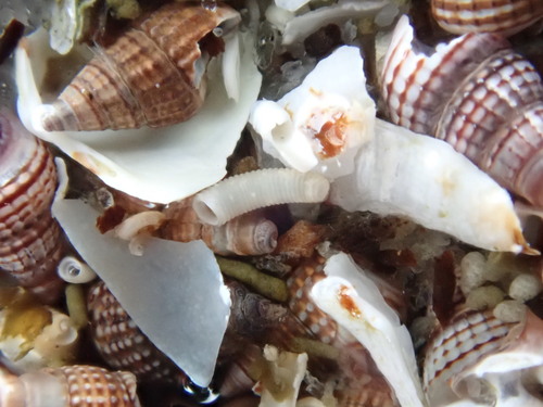 Caecum pulchellum observed 2026-09-27