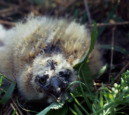 Hibou des marais, jeune