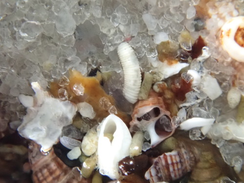 Caecum pulchellum observed 2026-09-27