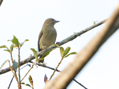 Hylophilus flavipes