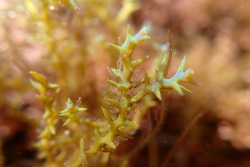 Ericaria selaginoides observed 2026-09-27