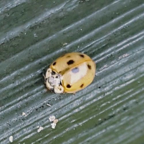 10-spot Ladybird