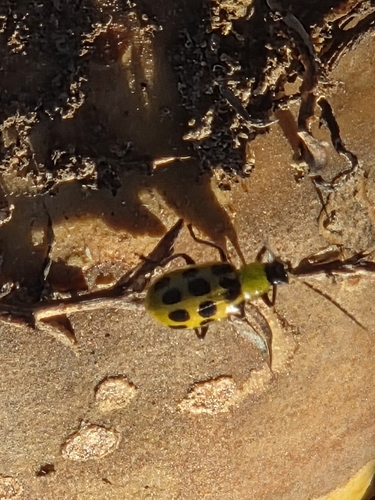 Spotted Cucumber Beetle
