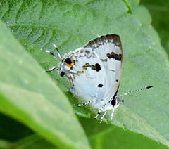 Hypolycaena othona
