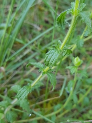 Sideritis hirsuta