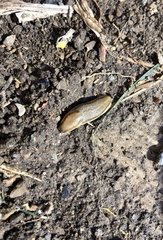 Arion fasciatus