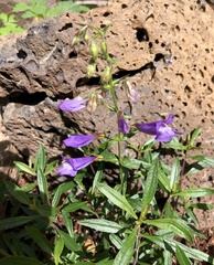 Penstemon fruticosus