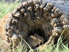 Reithrodontomys fulvescens