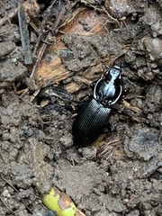 Pterostichus stygicus