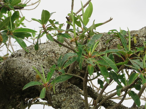 Image of Euphorbia laurifolia by (c) Jens-Christian Svenning, some rights reserved (CC BY)