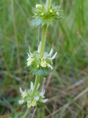 Sideritis hirsuta