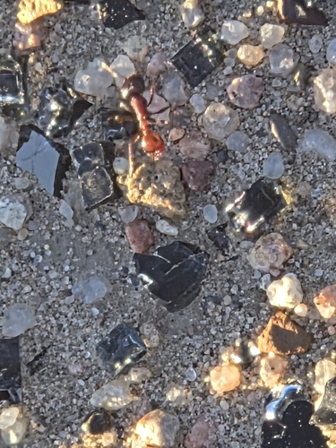 Rough Harvester Ant