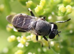 Myolepta aurinota