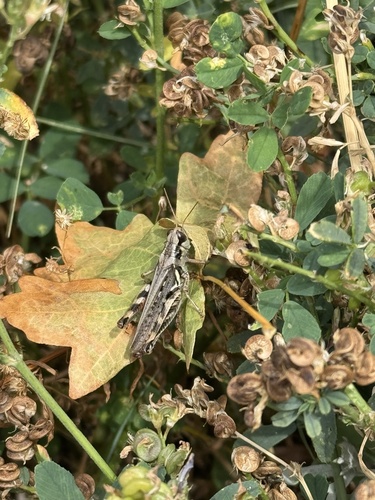 Migratory Grasshopper