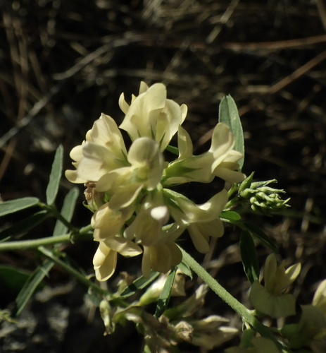 sickle alfalfa