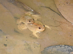 Bancet Sumatra photo 2