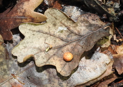 Cynips quercusfolii