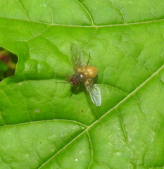 Phaonia rufiventris