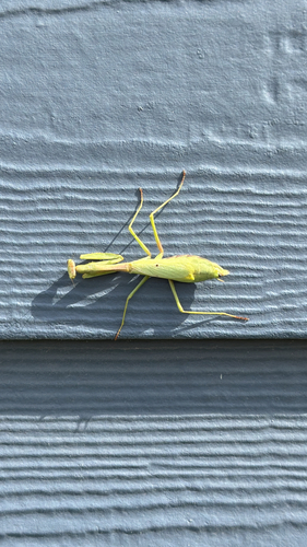 Carolina Mantis