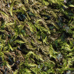 Brachythecium bolanderi