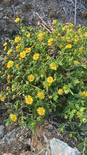 Common Fleabane