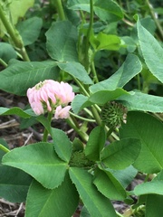 Trifolium hybridum
