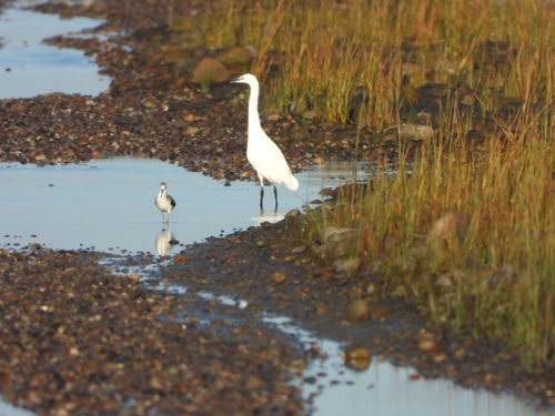 Little Egret