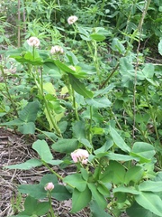Trifolium hybridum