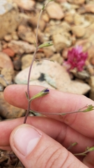 Githopsis pulchella pulchella