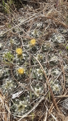 Escobaria missouriensis missouriensis