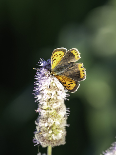 Small Copper