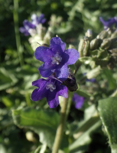 common alkanet