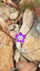 Githopsis pulchella pulchella