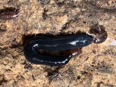 Haemopidae