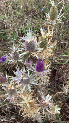 Leavenworth's eryngo