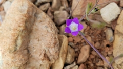 Githopsis pulchella pulchella