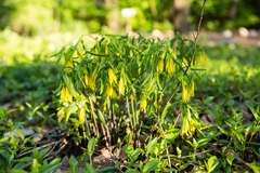 Uvularia grandiflora