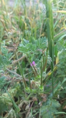Erodium cicutarium