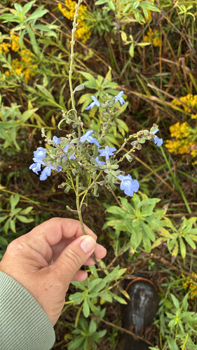 giant blue sage