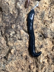 Haemopidae